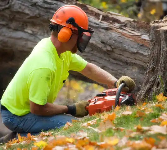 tree services Little Rock